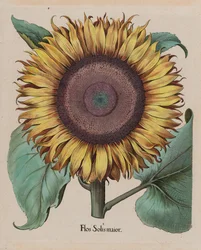 Grand tournesol (Flos Solis Maior), planche 1 de la partie 5, B. Besler, Hortus Eystettensis, édition 1713